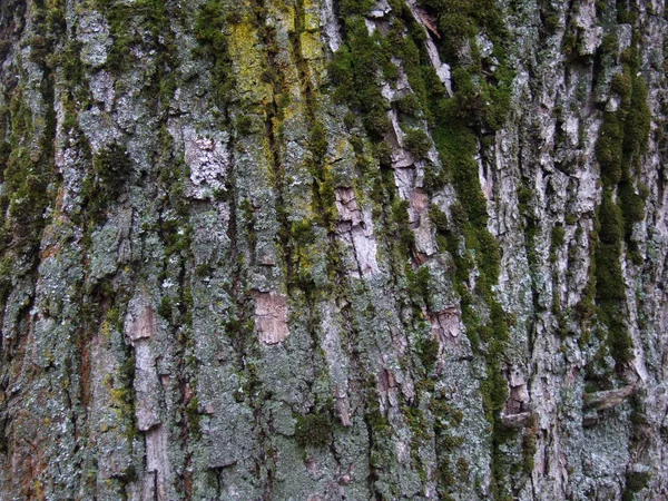 苔のある古いオークの木の樹皮 — ストック写真