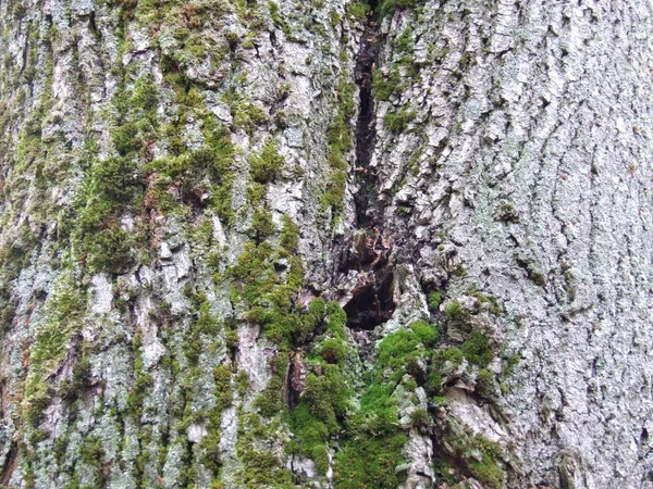 이끼가 나무의 — 스톡 사진
