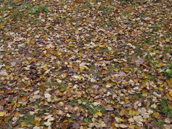 Droge Herfstbladeren Grond — Stockfoto