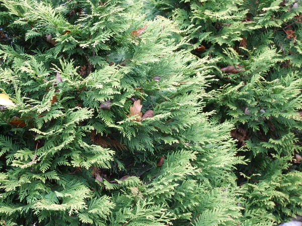 Juniper Berries Large — 图库照片