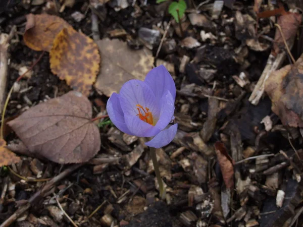 Solitario Azul Crocusin Otoño —  Fotos de Stock