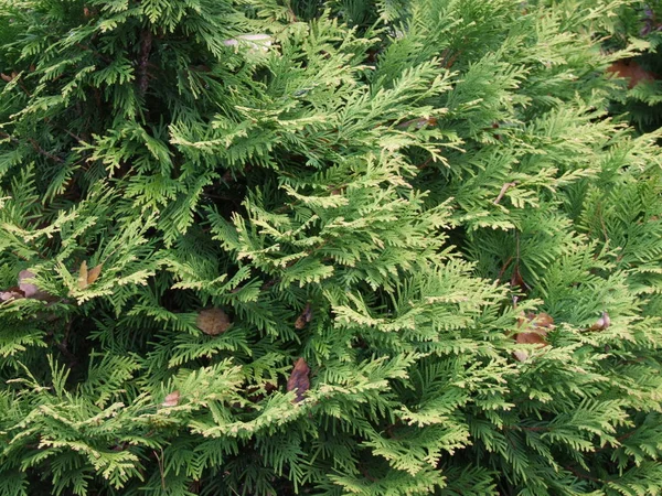 Juniper Dengan Beri Besar — Stok Foto