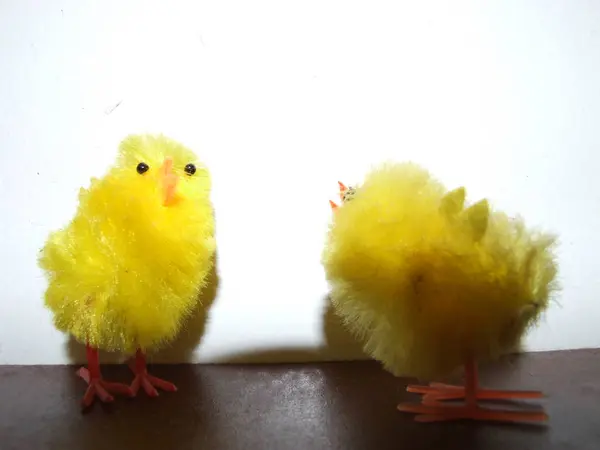 Pollos Amarillos Pequeños Sobre Fondo Blanco —  Fotos de Stock