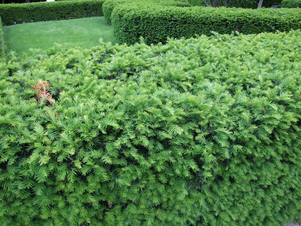 Arbuste Taillé Dans Jardin Été — Photo