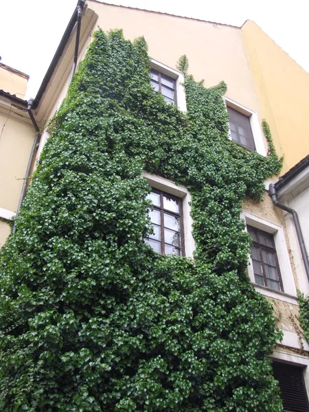 Old House Prague Covered Ivy — Stock Photo, Image