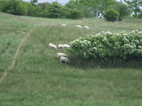 Sheep Summer Green Hills — Stock Photo, Image