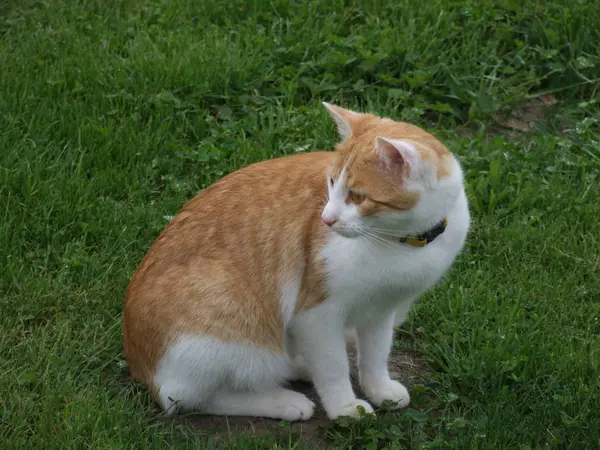 捷克共和国的红流浪猫 — 图库照片