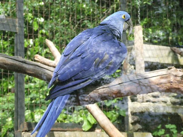 Kék Papagáj Állatkertben — Stock Fotó