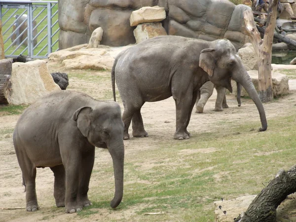 在动物园里的大象 — 图库照片