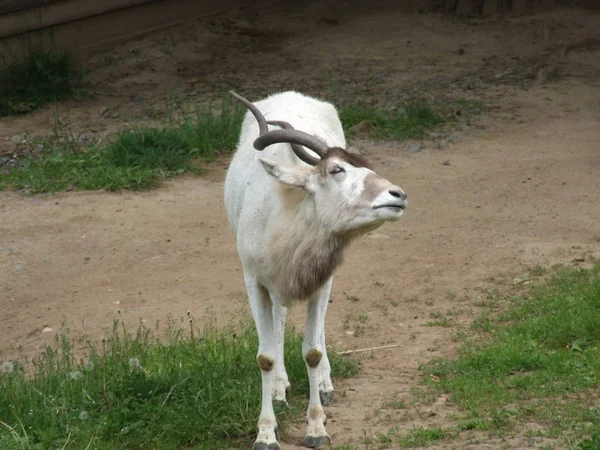 Antilope Met Gedraaide Hoorns Grazend Dierentuin — Stockfoto