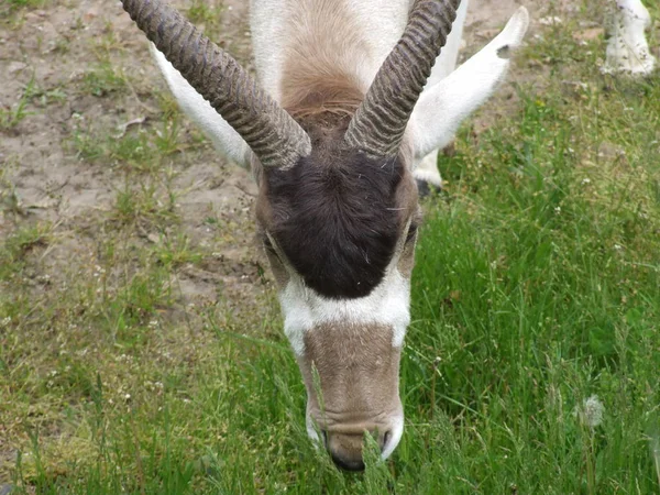 Antilope Met Gedraaide Hoorns Grazend Dierentuin — Stockfoto