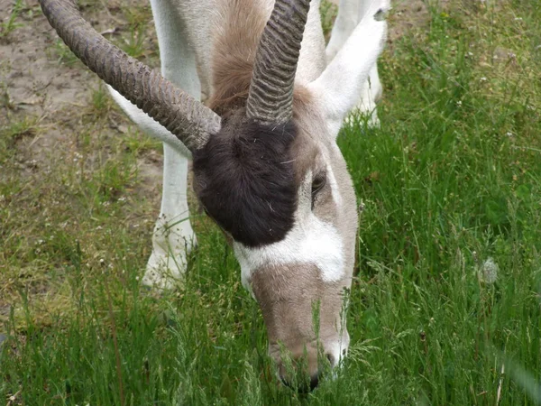 Antílope Com Chifres Torcidos Pastando Zoológico — Fotografia de Stock