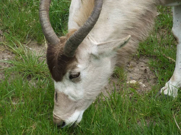 Antilope Aux Cornes Tordues Broutant Dans Zoo — Photo