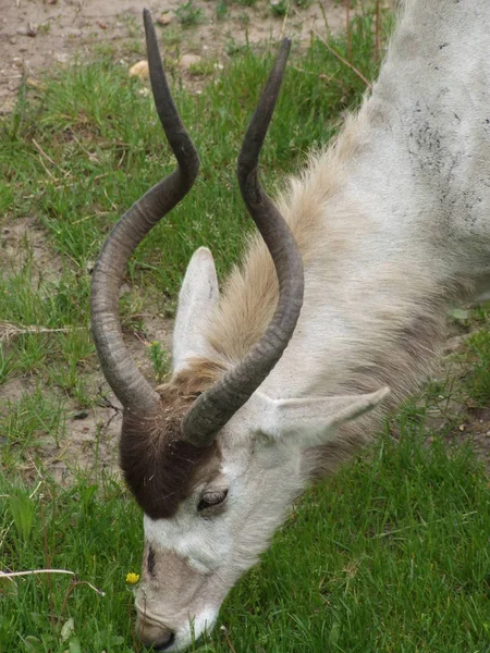 Antilope Met Gedraaide Hoorns Grazend Dierentuin — Stockfoto