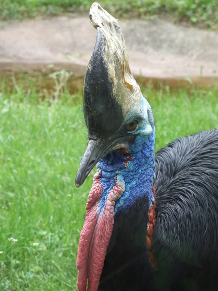 Head Cassowary — стоковое фото