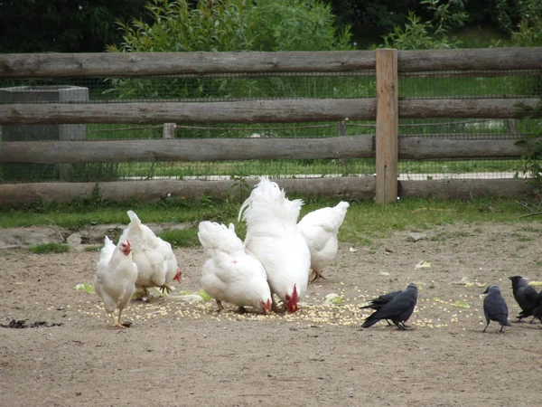 白鸡和啄食谷粒的公鸡 — 图库照片