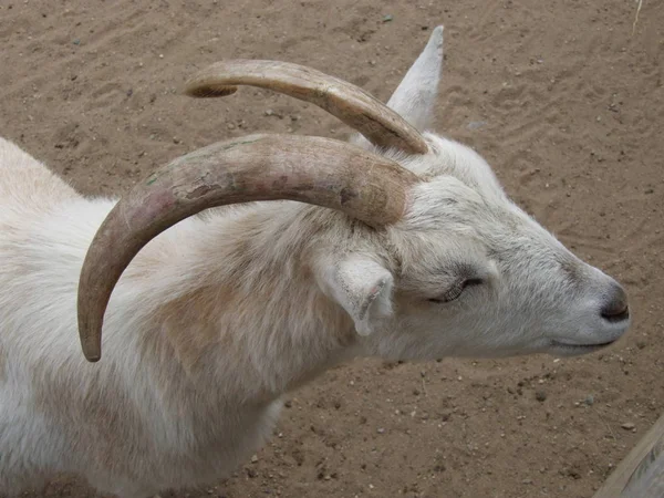 Cabeza Una Cabra — Foto de Stock
