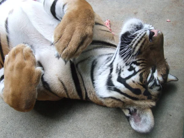 Großer Tiger Ruht Zoo — Stockfoto