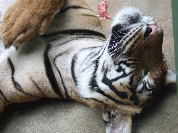 Duży Tygrys Odpoczywa Zoo — Zdjęcie stockowe