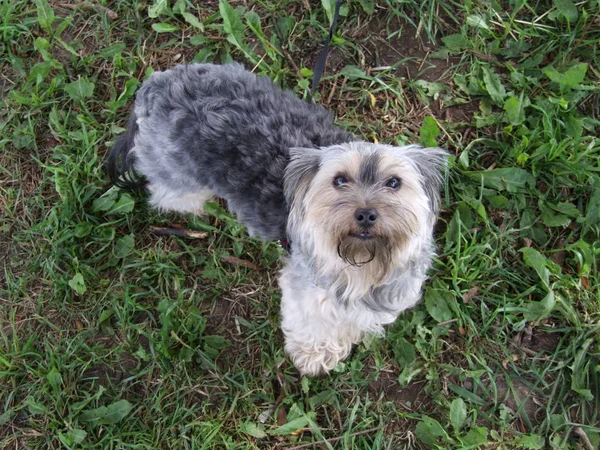 Kis Yorkshire Terrier Fűben — Stock Fotó