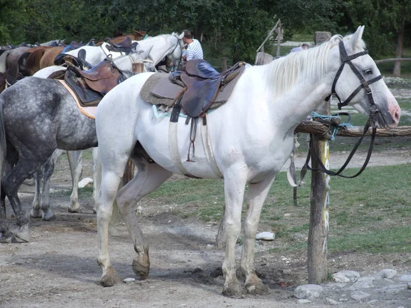 Saddled Horses Ranch — Stock Photo, Image
