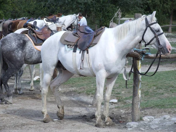 Gezadelde Paarden Ranch — Stockfoto