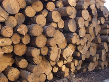 yuvarlak ağaç kütükleri dokusu