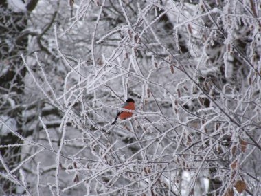 ispinozlar karla kaplı huş dallarında otururlar.