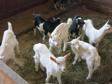 Kapalı bir yerde keçiler