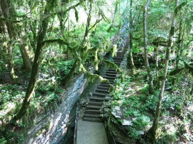 Soçi 'deki vahşi orman.