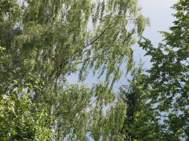 trees lean in the wind in clear Sunny weather in summer
