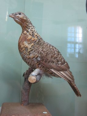 Doldurulmuş keklik müzede