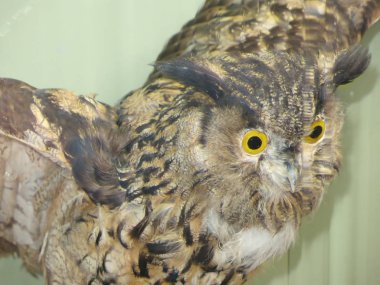 Müzede doldurulmuş baykuş