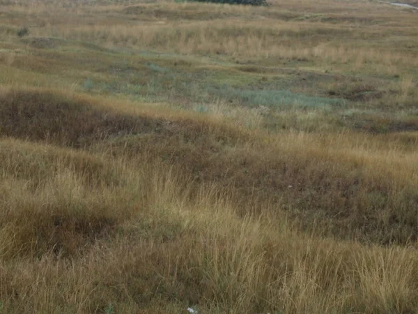 seyrek bitki örtüsü sefil bozkır, kuru ot