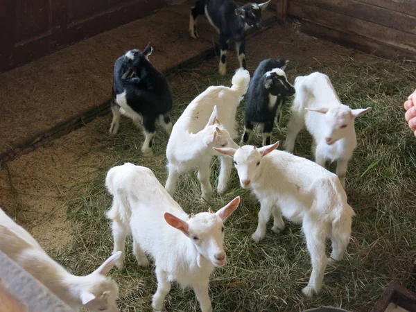 Goats Closed Enclosure — Stock Photo, Image