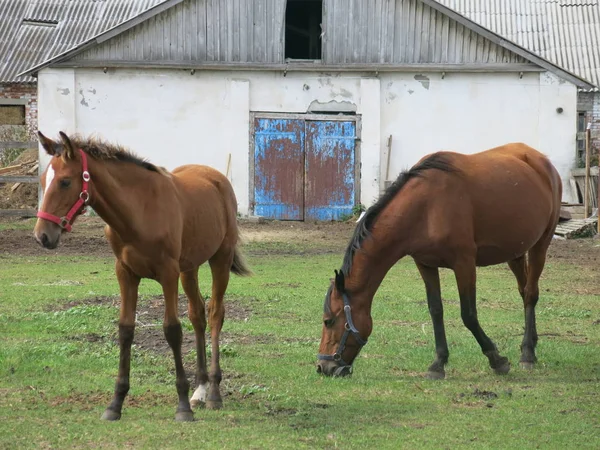 Paarden Grazen Volière — Stockfoto
