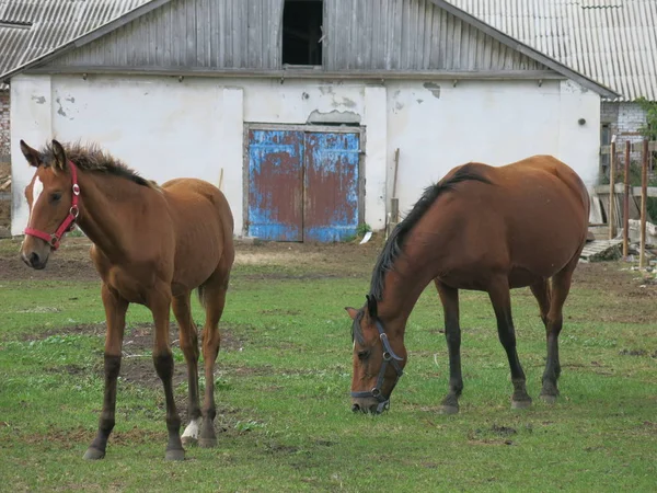 Bay Horses Graze Aviary — ストック写真