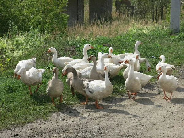 Geese Walk Summer — Stock Photo, Image