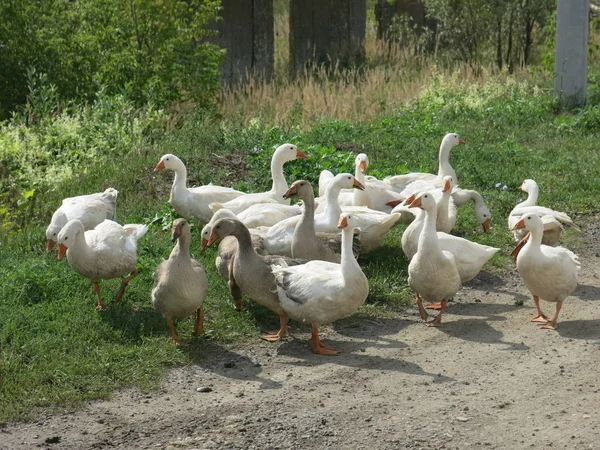 Gänse Spazieren Sommer — Stockfoto