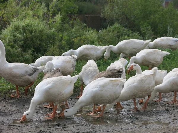 Gänse Spazieren Sommer — Stockfoto