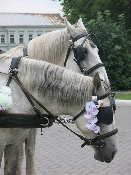 Witte Paarden Geharnast Een Kar — Stockfoto