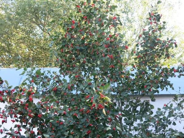 Cespugli Biancospino Rosso Giardino — Foto Stock