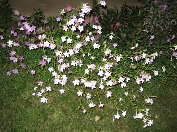 Pequeñas Flores Blancas Rosadas Por Noche — Foto de Stock