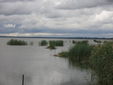 lake Nero in Rostov the Great, high green grass in summer