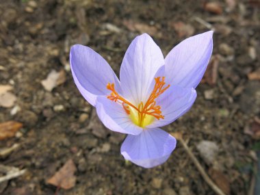 Ortası sarı mavi Crocus. 