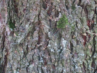 Ağaç kabuğu closeup yeşil yosun ile