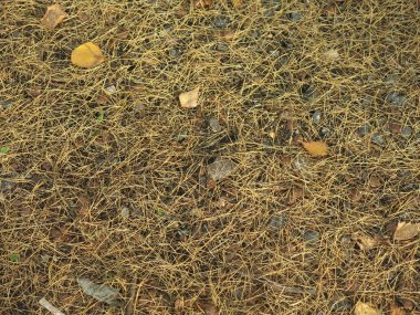 Sonbahar iğneleri yolda