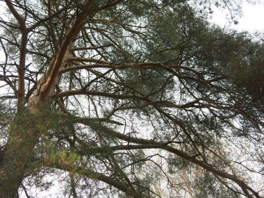 Sonbaharda gökyüzüne uzanan çam dalları