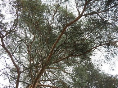 Sonbaharda gökyüzüne uzanan çam dalları