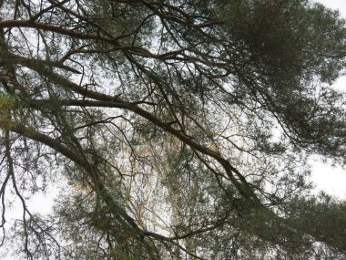 Sonbaharda gökyüzüne uzanan çam dalları